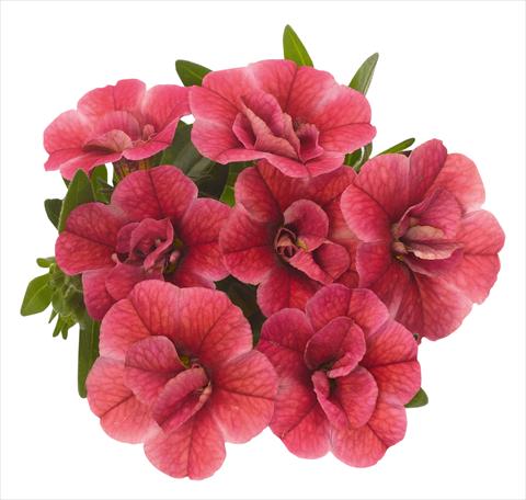 Photos von Blumenvarianten benutzt als: Topf, Beet, Terrasse, Ampel Calibrachoa RED FOX Aloha® Double Strawberry 2013 red pink