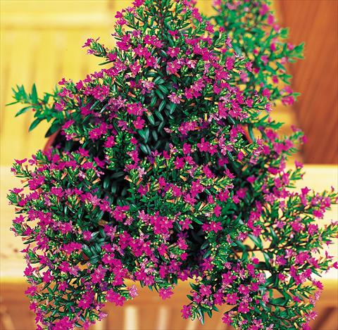Photos von Blumenvarianten benutzt als: Topf Cuphea hyssopifolia Lilac violet