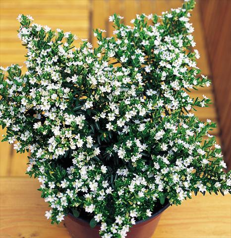 Photos von Blumenvarianten benutzt als: Topf Cuphea hyssopifolia White