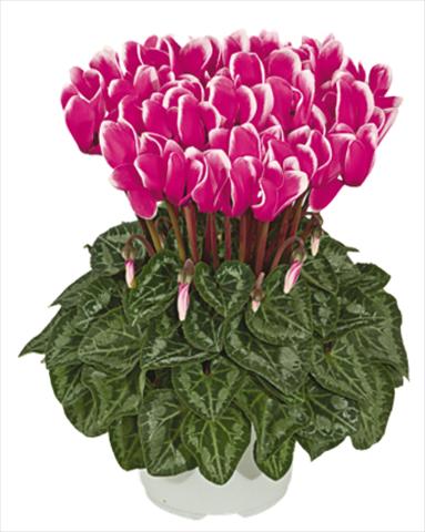 Photos von Blumenvarianten benutzt als: Topf Cyclamen persicum mini Metis® Fuchsia vif