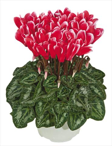 Photos von Blumenvarianten benutzt als: Topf Cyclamen persicum mini Metis® Rouge