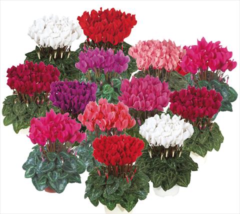 Photos von Blumenvarianten benutzt als: Topf Cyclamen persicum mini Smartiz® exp mix