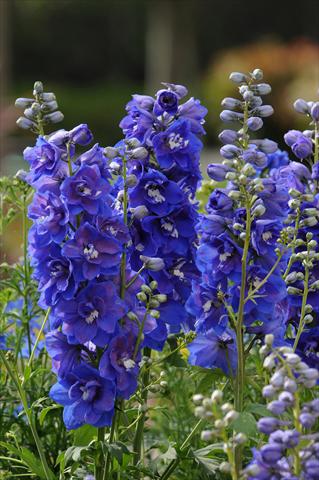 Photos von Blumenvarianten benutzt als: Topf und Beet Delphinium elatum Dasante Blue F1