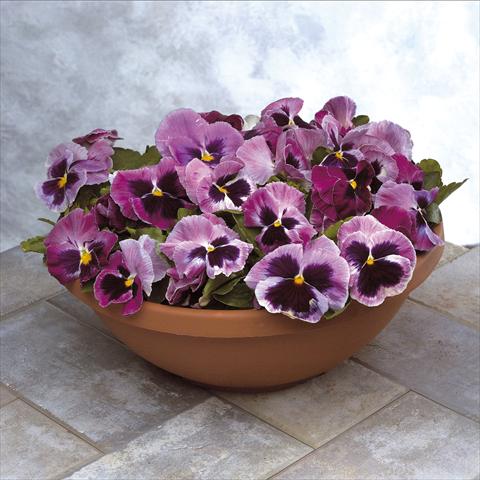 Photos von Blumenvarianten benutzt als: Topf und Beet Viola wittrockiana Power Rosalyn
