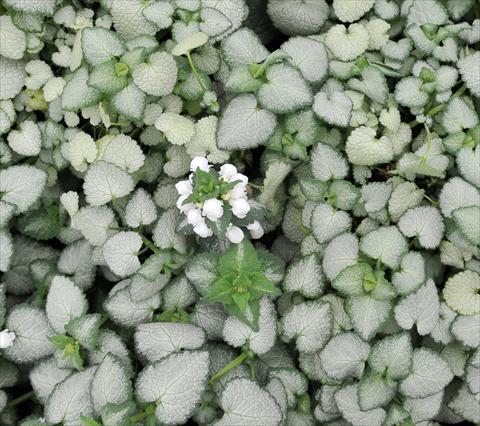 Photos von Blumenvarianten benutzt als: Beet- / Rabattenpflanze Lamium White Nancy