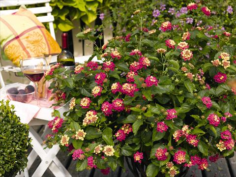 Photos von Blumenvarianten benutzt als: Topf, Beet, Terrasse Lantana camara Pink Bird pink yellow