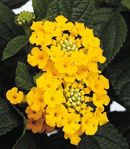Photos von Blumenvarianten benutzt als: Topf, Beet, Terrasse Lantana camara Starfruit yellow