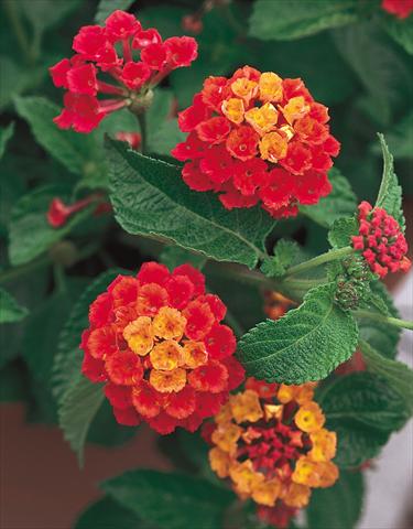 Photos von Blumenvarianten benutzt als: Topf, Beet, Terrasse Lantana camara Dallas Red red orange