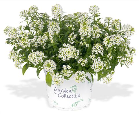 Photos von Blumenvarianten benutzt als: Topf und Beet Lobularia maritima Silver Stream white