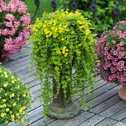 Photos von Blumenvarianten benutzt als: Beet- / Rabattenpflanze Lysimachia congestifolia Goldilocks