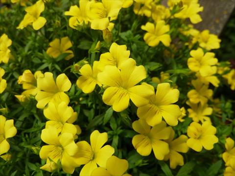 Photos von Blumenvarianten benutzt als: Topf, Beet, Terrasse Mecardonia Magic Carpet Yellow