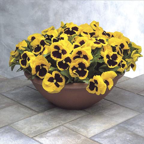 Photos von Blumenvarianten benutzt als: Topf und Beet Viola wittrockiana Power Yellow w blotch