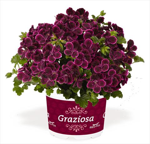 Photos von Blumenvarianten benutzt als: Terrasse, Topf Pelargonium interspec. RED FOX Graziosa Piccola Merlot wine red pink edge