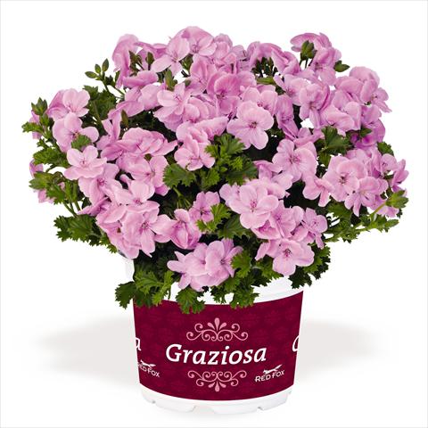 Photos von Blumenvarianten benutzt als: Terrasse, Topf Pelargonium interspec. RED FOX Graziosa Piccola Soft Pink