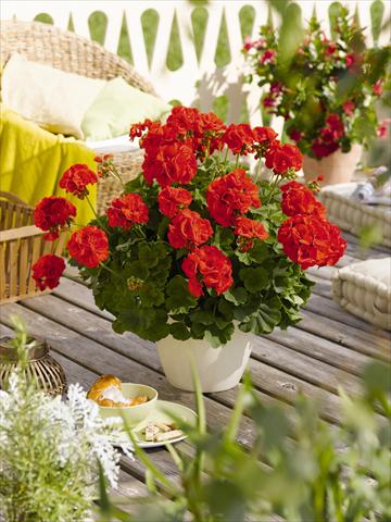 Photos von Blumenvarianten benutzt als: Topf, Beet, Terrasse Pelargonium zonale RED FOX Green Series Andria