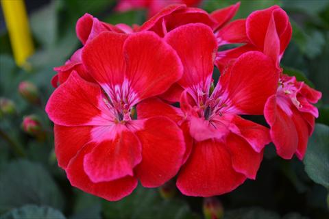 Photos von Blumenvarianten benutzt als: Topf, Beet, Terrasse Pelargonium zonale RED FOX TexMex Ruby 2013 ruby red pink edge