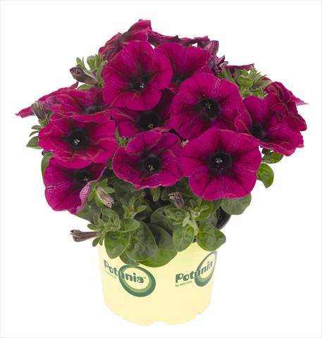 Photos von Blumenvarianten benutzt als: Topf, Beet, Terrasse, Ampel Petunia RED FOX Potunia® Deep Purple 2013 intense purple