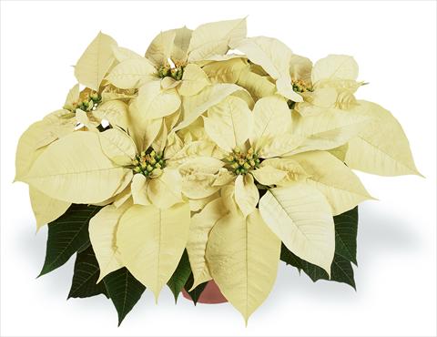 Photos von Blumenvarianten benutzt als: Topf Poinsettia - Euphorbia pulcherrima RED FOX Families Premium White