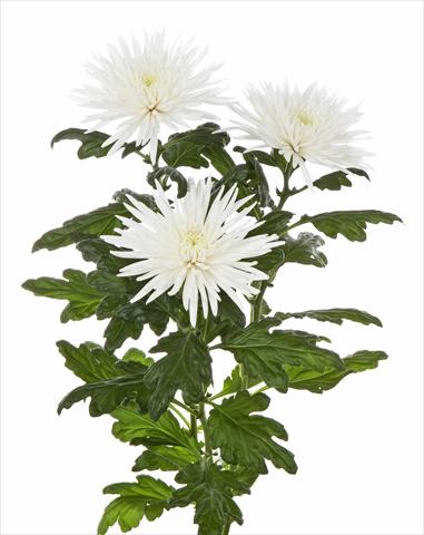 Photos von Blumenvarianten benutzt als: Topf und Beet Chrysanthemum Anastasia Special