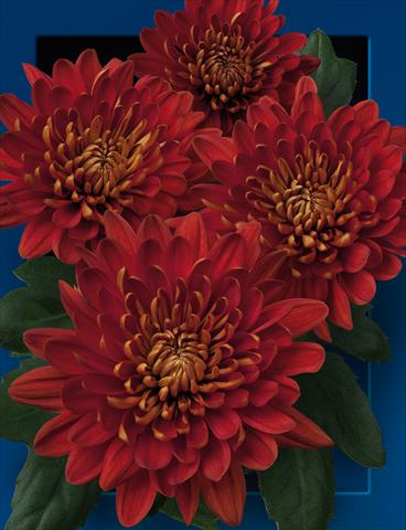 Photos von Blumenvarianten benutzt als: Topf und Beet Chrysanthemum Charmena