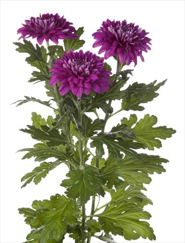 Photos von Blumenvarianten benutzt als: Topf und Beet Chrysanthemum Desna Dark