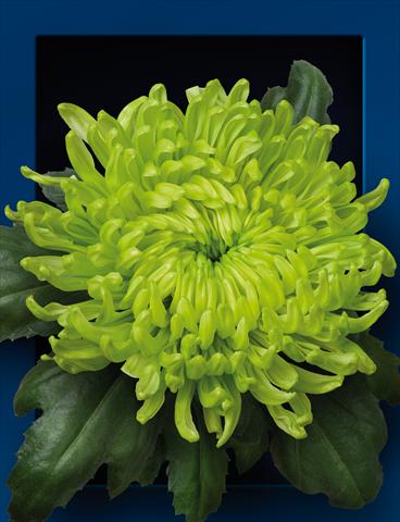 Photos von Blumenvarianten benutzt als: Topf und Beet Chrysanthemum Globe Green