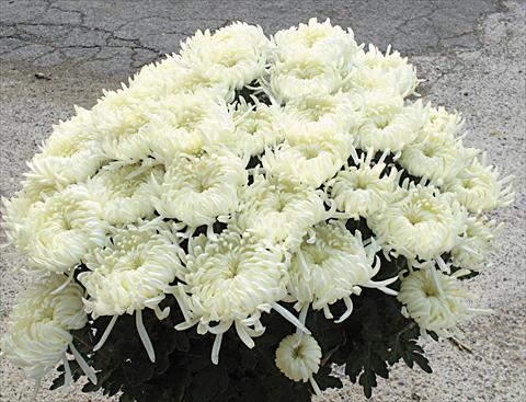 Photos von Blumenvarianten benutzt als: Topf und Beet Chrysanthemum Paride