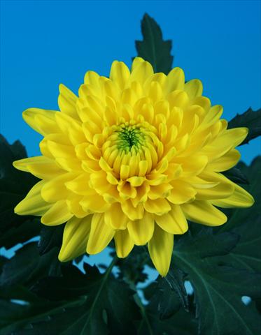 Photos von Blumenvarianten benutzt als: Topf und Beet Chrysanthemum Toljatti