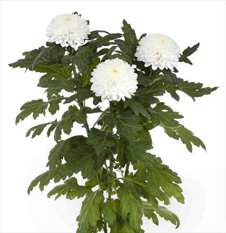 Photos von Blumenvarianten benutzt als: Topf und Beet Chrysanthemum Valor
