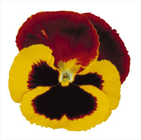 Photos von Blumenvarianten benutzt als: Topf und Beet Viola wittrockiana Super Majestic Giants Red Cap