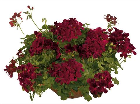 Photos von Blumenvarianten benutzt als: Topf, Terrasse, Ampel. Pelargonium peltatum Joker Burgundy
