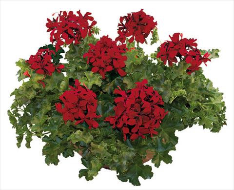 Photos von Blumenvarianten benutzt als: Topf, Terrasse, Ampel. Pelargonium peltatum Joker Dark Red