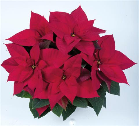 Photos von Blumenvarianten benutzt als: Topf Poinsettia - Euphorbia pulcherrima RE-AL® Red