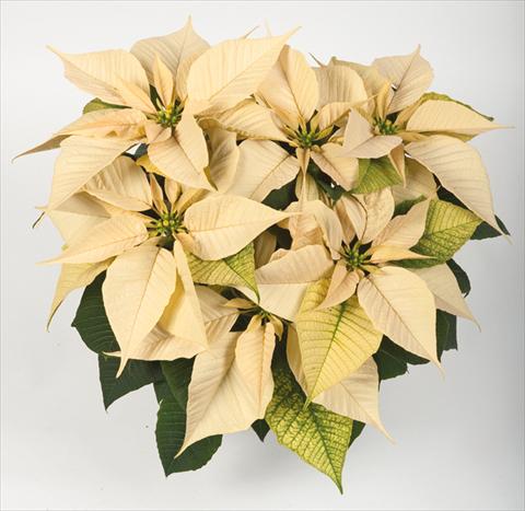 Photos von Blumenvarianten benutzt als: Topf Poinsettia - Euphorbia pulcherrima RE-AL® Snow Ball