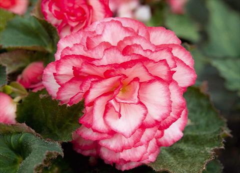 Photos von Blumenvarianten benutzt als: Topf, Beet, Terrasse, Ampel Begonia tuberhybrida NonStop® Rose Petticoat Improved