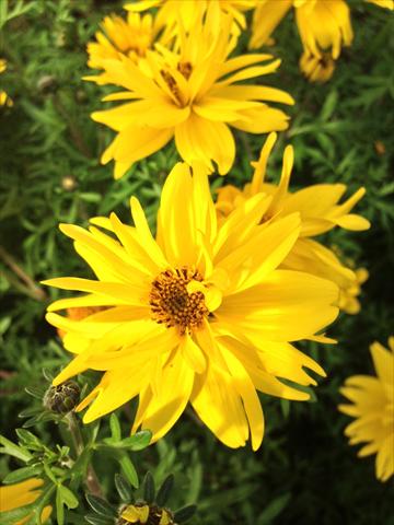 Photos von Blumenvarianten benutzt als: Topf, Beet, Terrasse, Ampel Bidens ferulifolia Bee Super Joy