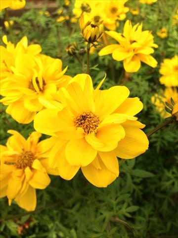 Photos von Blumenvarianten benutzt als: Topf, Beet, Terrasse, Ampel Bidens ferulifolia Bee Super Sun