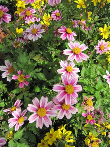 Photos von Blumenvarianten benutzt als: Topf, Beet, Terrasse, Ampel Bidens ferulifolia Pirates Dawn Star