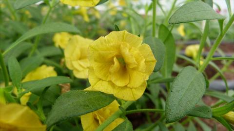 Photos von Blumenvarianten benutzt als: Topf, Beet, Terrasse, Ampel Calibrachoa Caloha Double Yellow