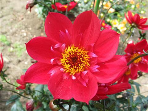 Photos von Blumenvarianten benutzt als: Topf und Beet Dahlia Dream Catcher