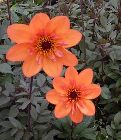 Photos von Blumenvarianten benutzt als: Topf und Beet Dahlia Dream Seeker