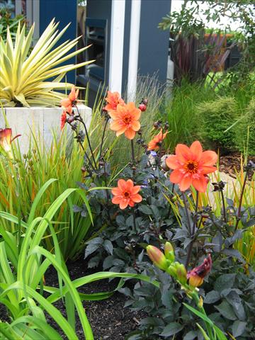 Photos von Blumenvarianten benutzt als: Topf und Beet Dahlia Mystic Garden