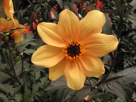Photos von Blumenvarianten benutzt als: Topf und Beet Dahlia Mystic Spirit