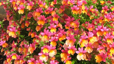 Photos von Blumenvarianten benutzt als: Ampel/Topf Nemesia Spicy Bicolor Orange Rose