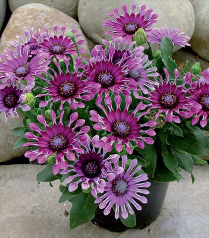 Photos von Blumenvarianten benutzt als: Topf und Beet Osteospermum Astra Purple Spoon