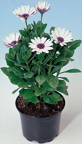 Photos von Blumenvarianten benutzt als: Topf und Beet Osteospermum Astra White