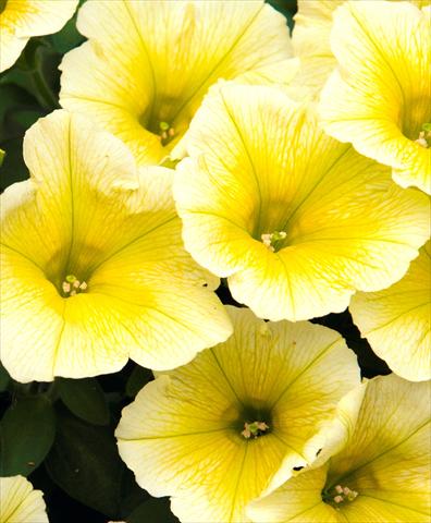 Photos von Blumenvarianten benutzt als: Topf, Beet, Terrasse, Ampel Petunia Bingo Sun