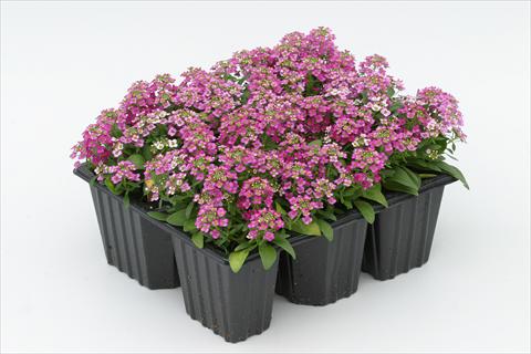 Photos von Blumenvarianten benutzt als: Beet- / Rabattenpflanze Alyssum maritimum Golf Rose