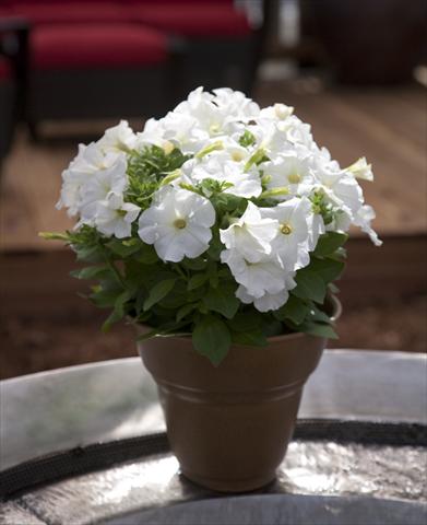 Photos von Blumenvarianten benutzt als: Topf, Beet, Terrasse, Ampel Petunia Bingo White