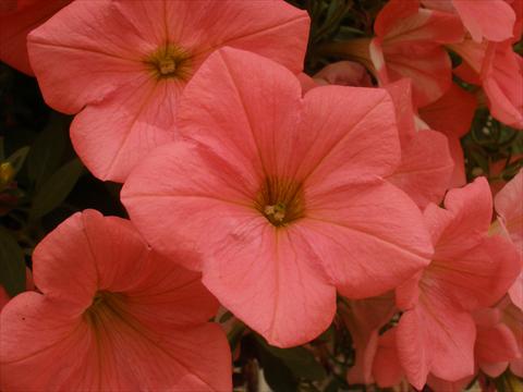 Photos von Blumenvarianten benutzt als: Topf, Beet, Terrasse, Ampel Petunia Happy® Coral